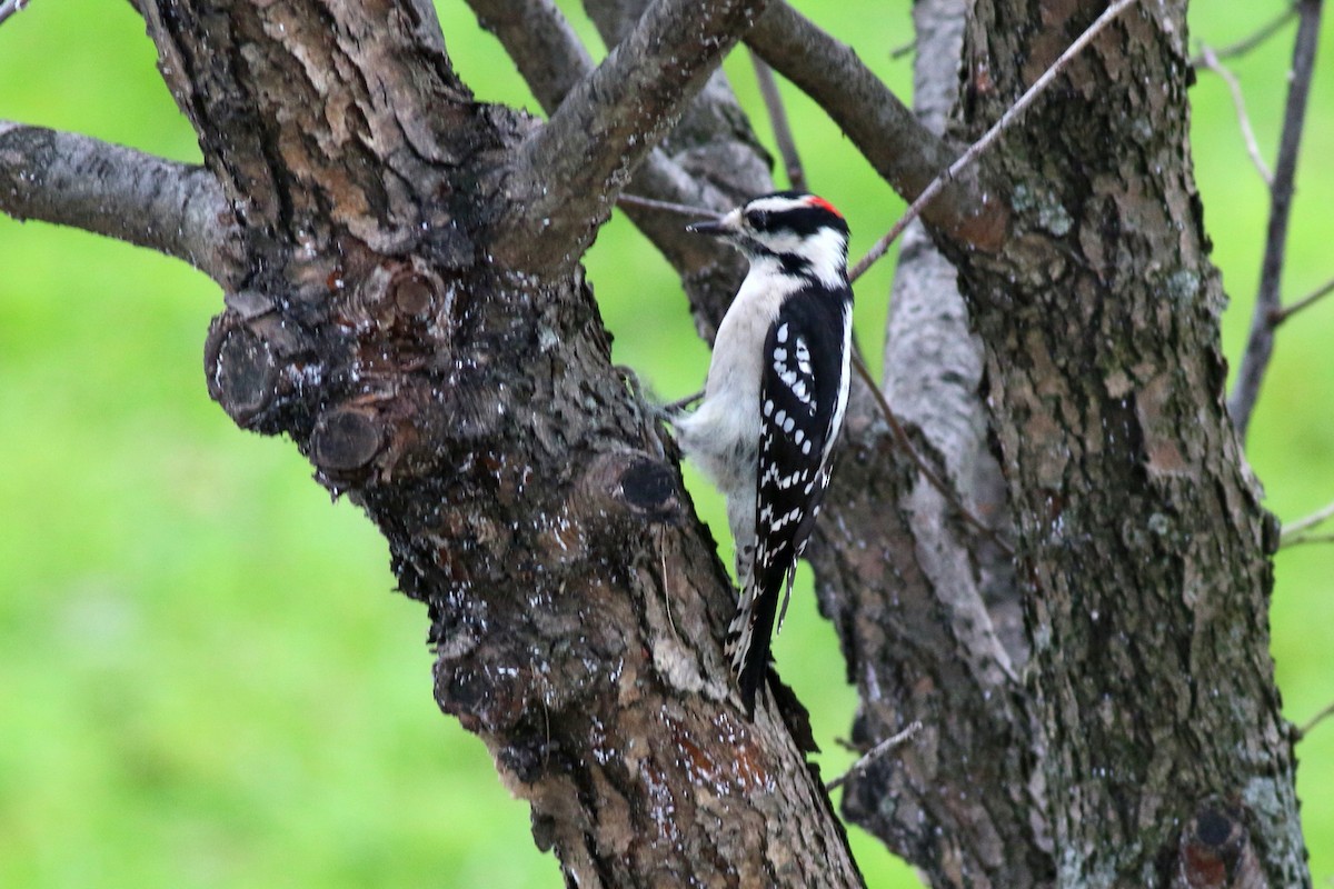 Pic mineur - ML243657541