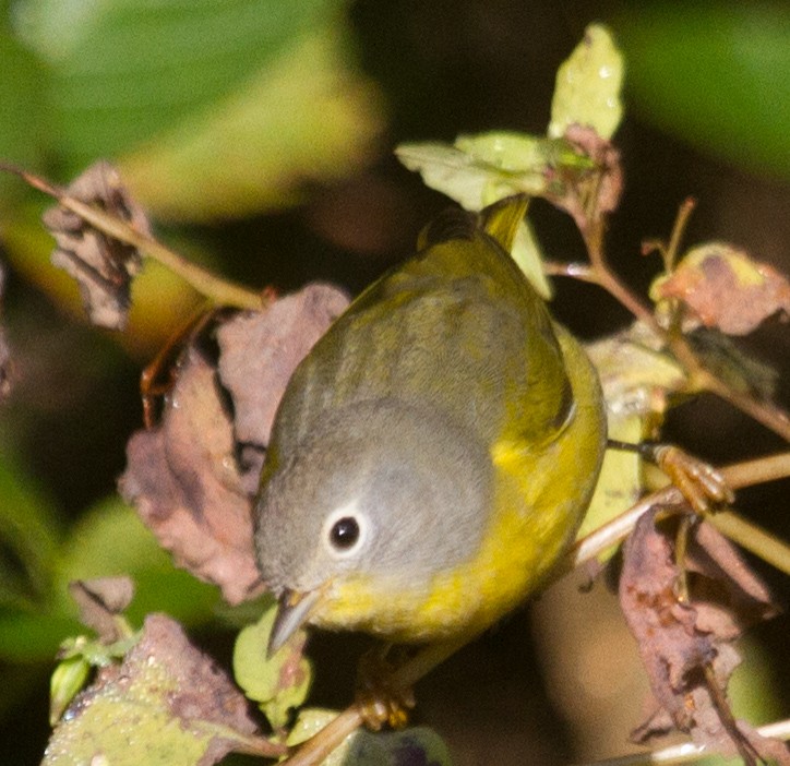 Nashville Warbler - Jason Forbes