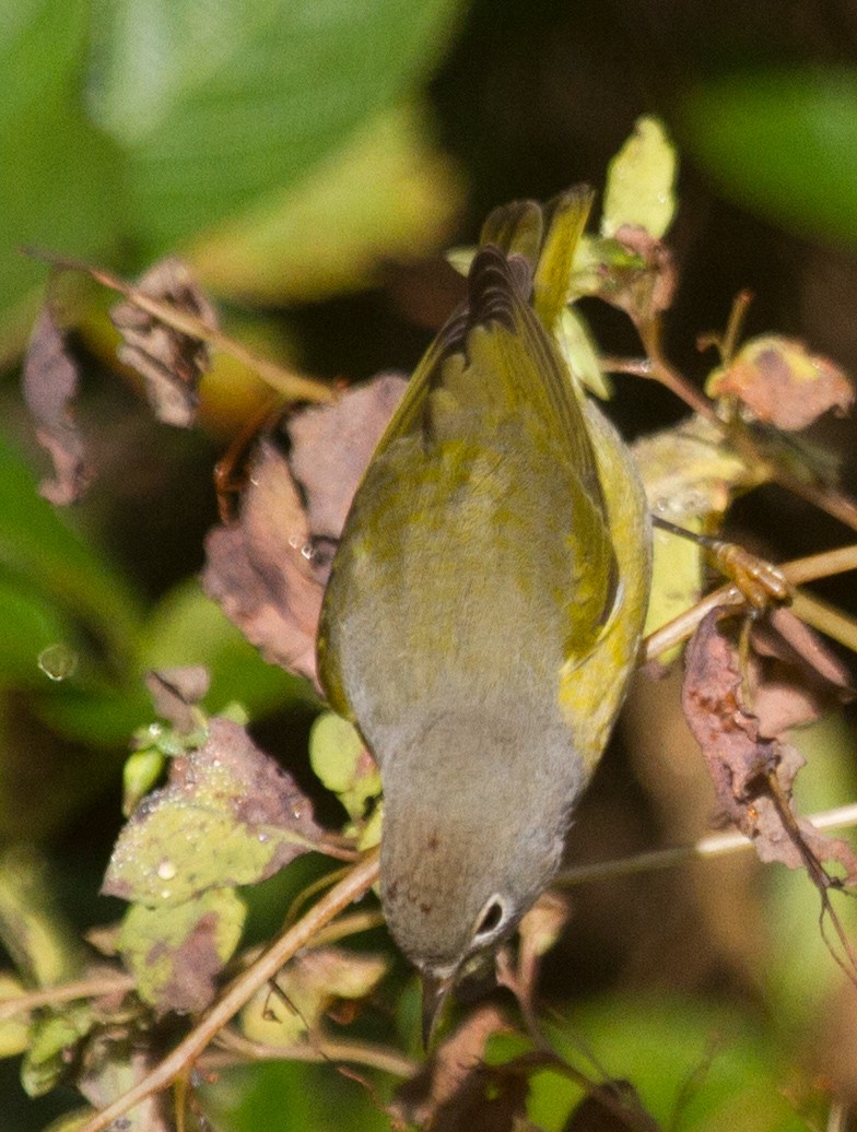 Nashville Warbler - Jason Forbes