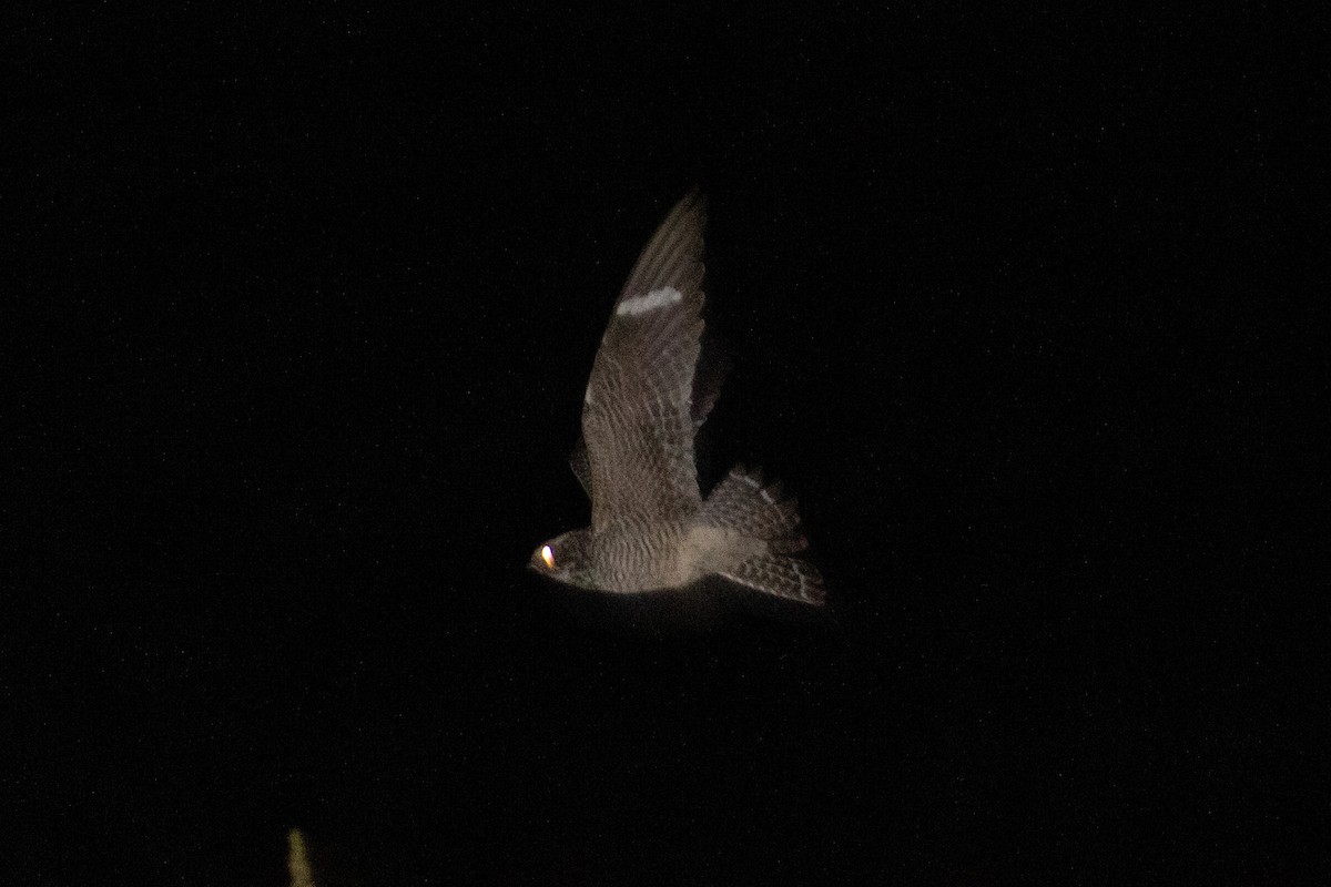 Common Nighthawk - ML243659191