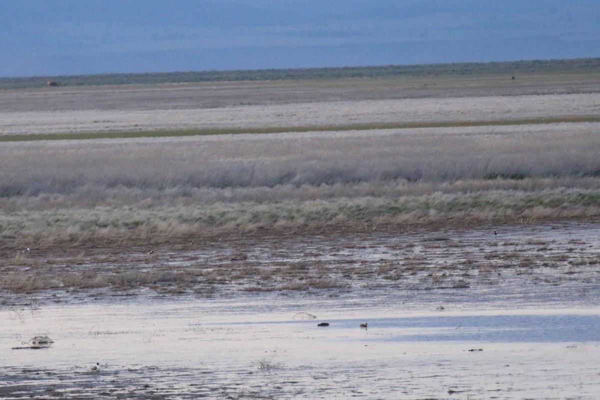 Black-bellied Plover - ML243659881