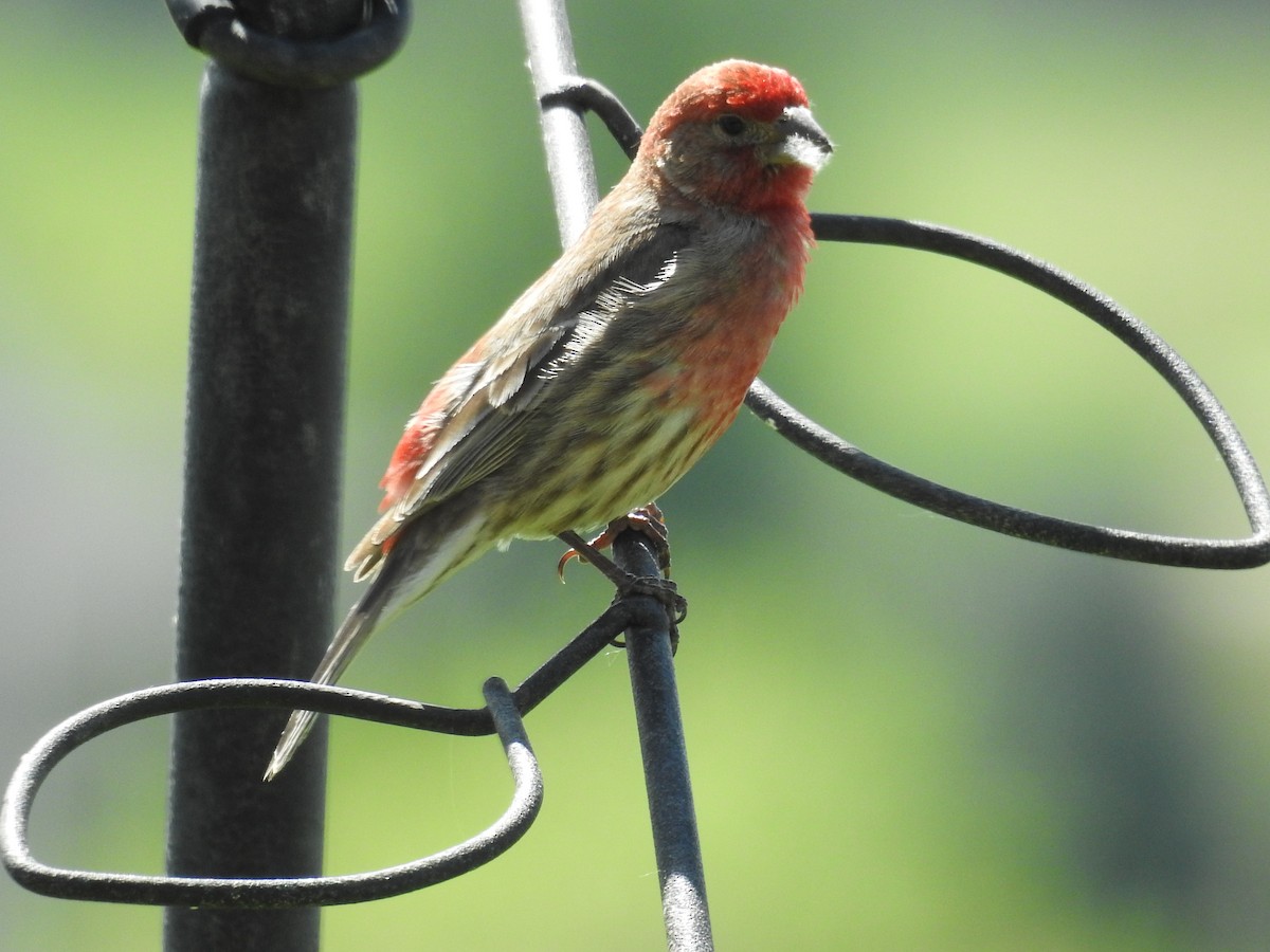 House Finch - ML243660021