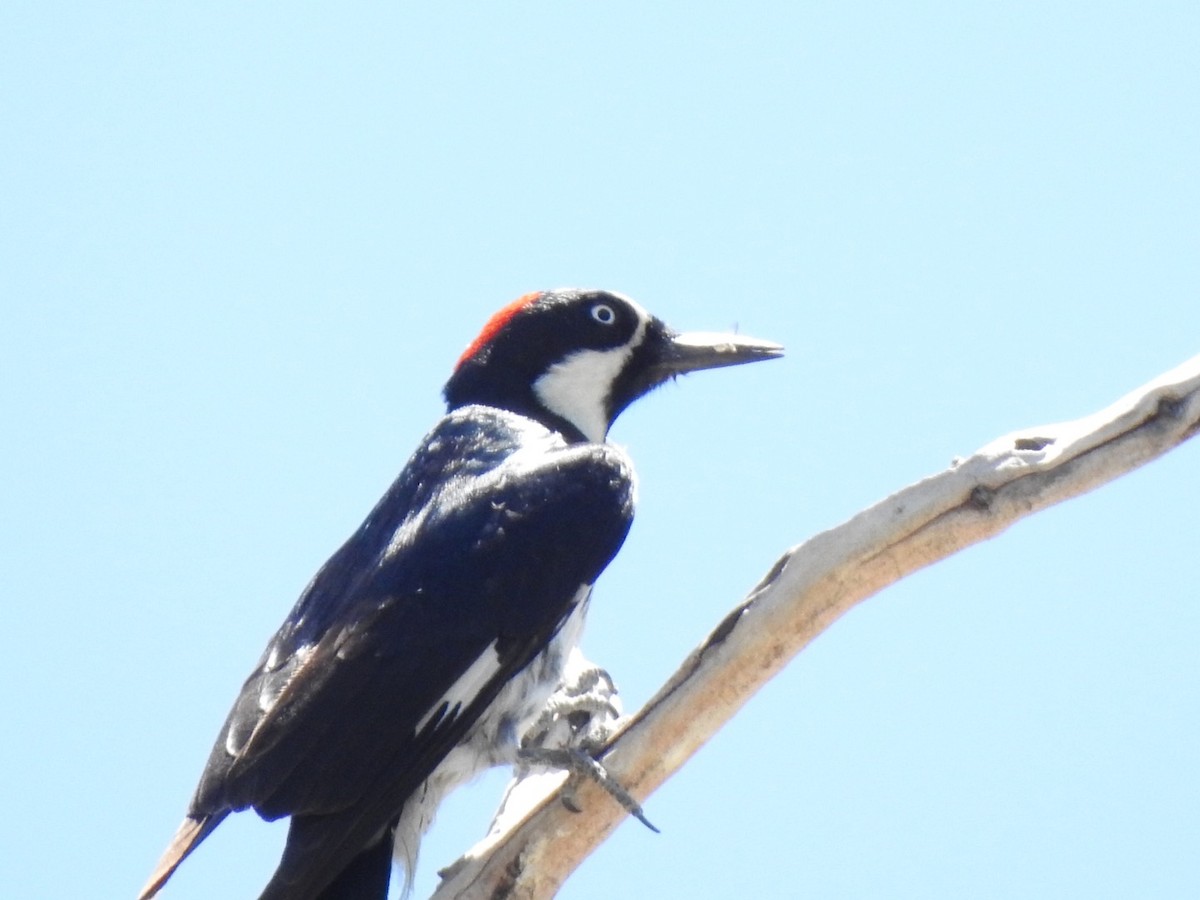 Acorn Woodpecker - ML243660091