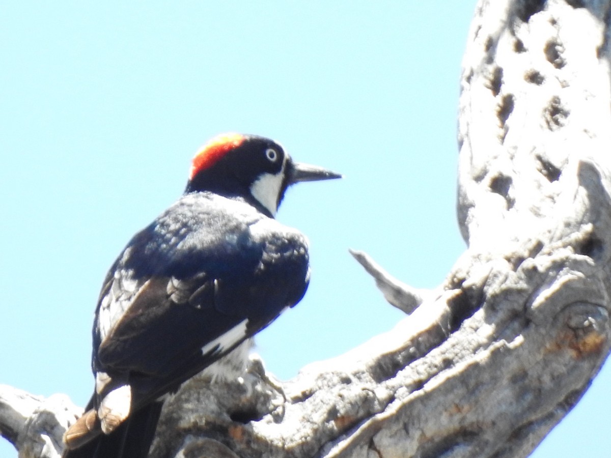 Acorn Woodpecker - ML243660111