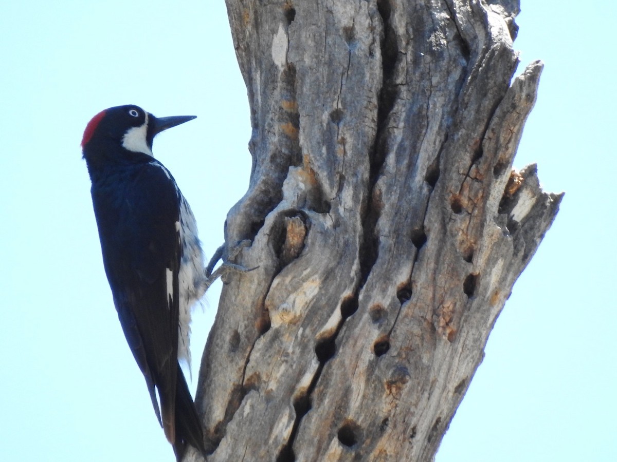 Acorn Woodpecker - ML243660121