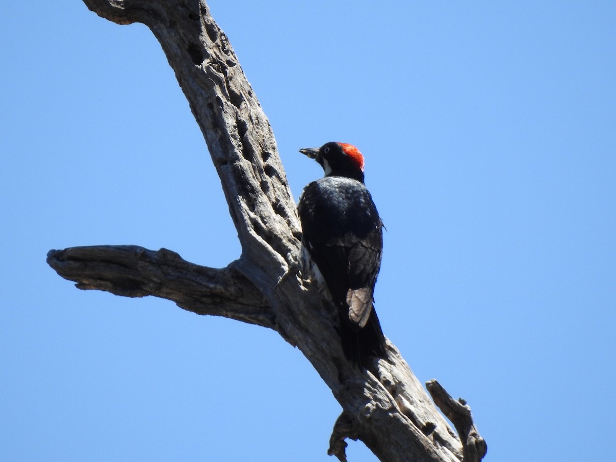 Acorn Woodpecker - ML243660131