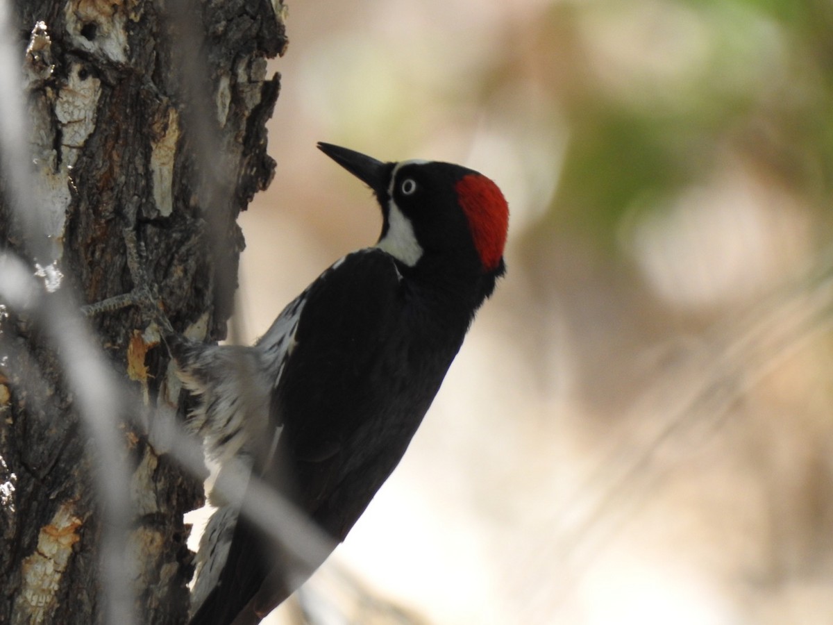 Acorn Woodpecker - ML243660151