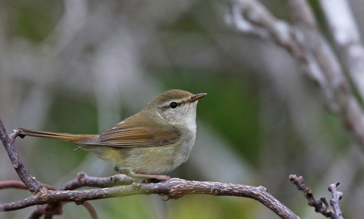 Japanese Bush Warbler - Ian Davies