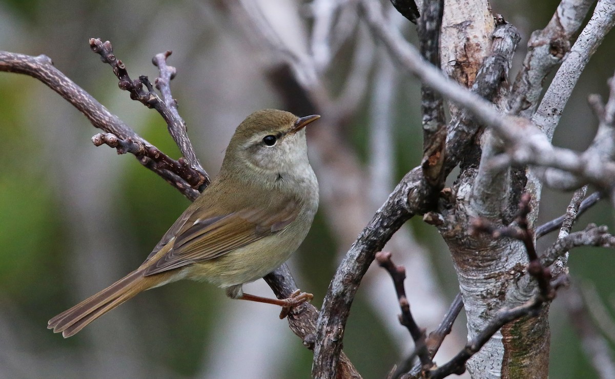 Japanese Bush Warbler - ML24366041