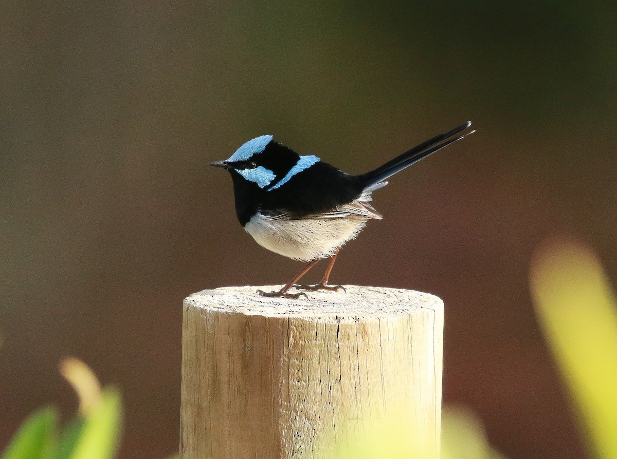 Superb Fairywren - ML243661451