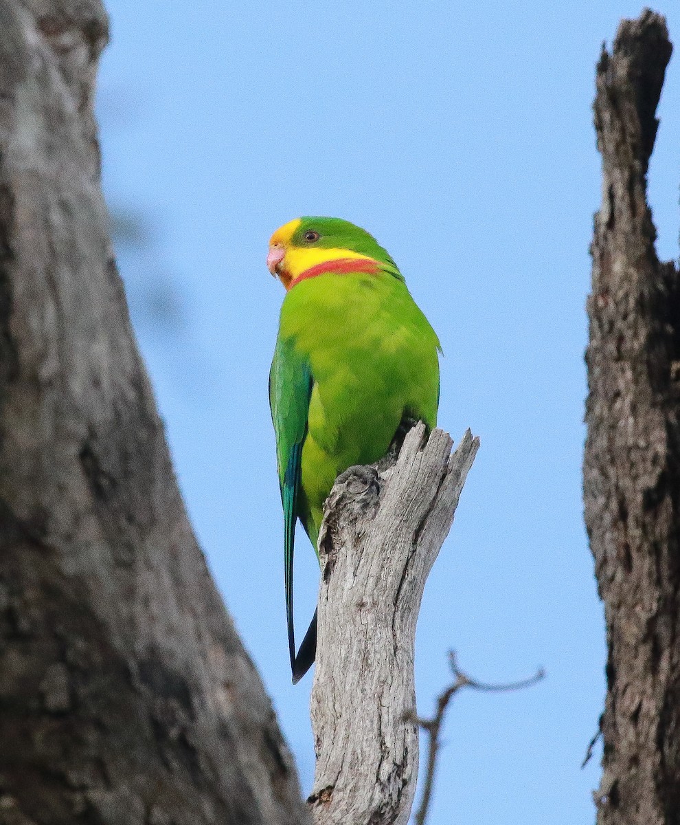 Superb Parrot - Martin Allen