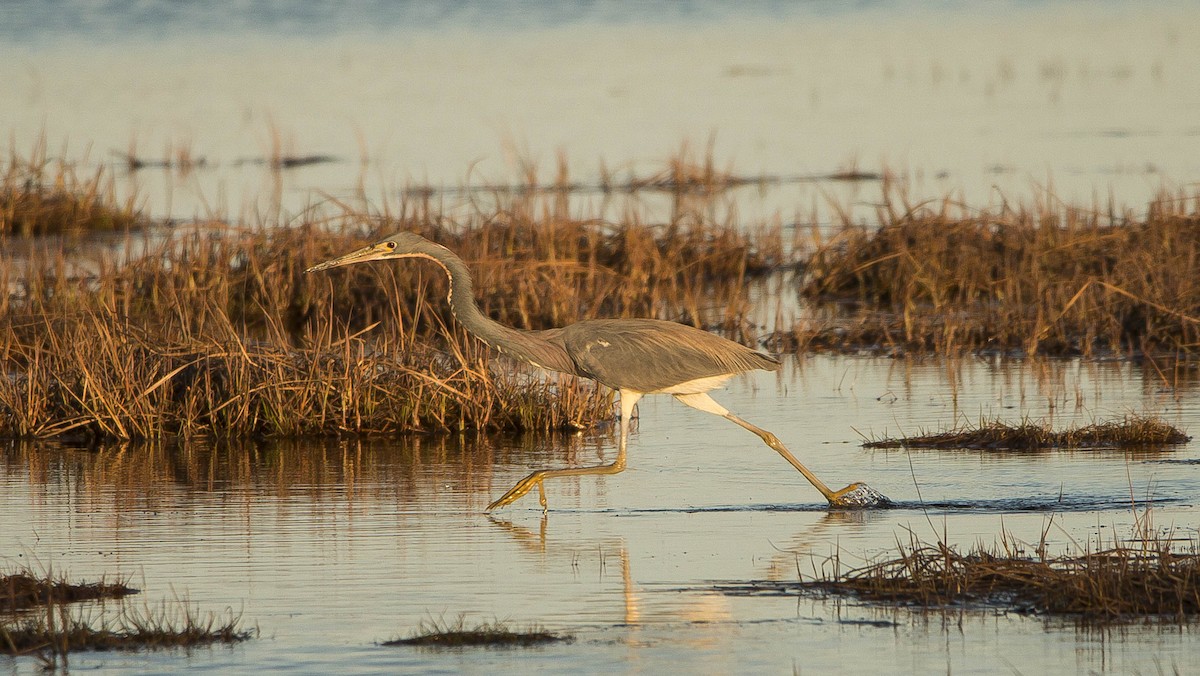 Tricolored Heron - ML243663301