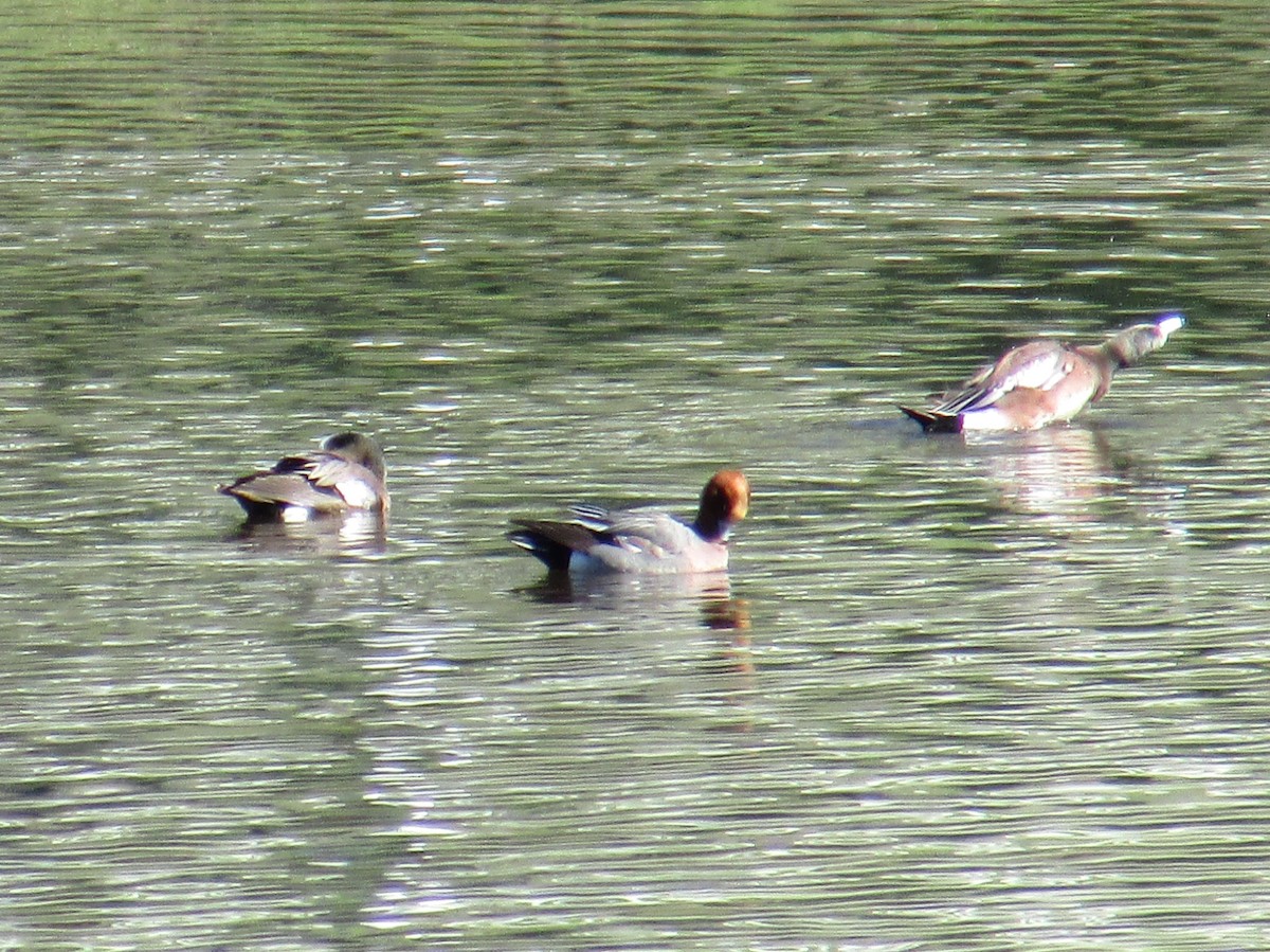 Eurasian Wigeon - ML24366411