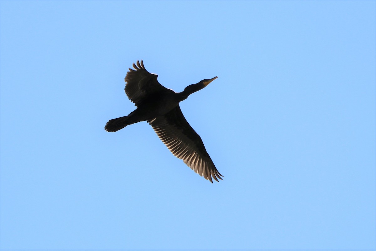 Cormoran à aigrettes - ML243664221