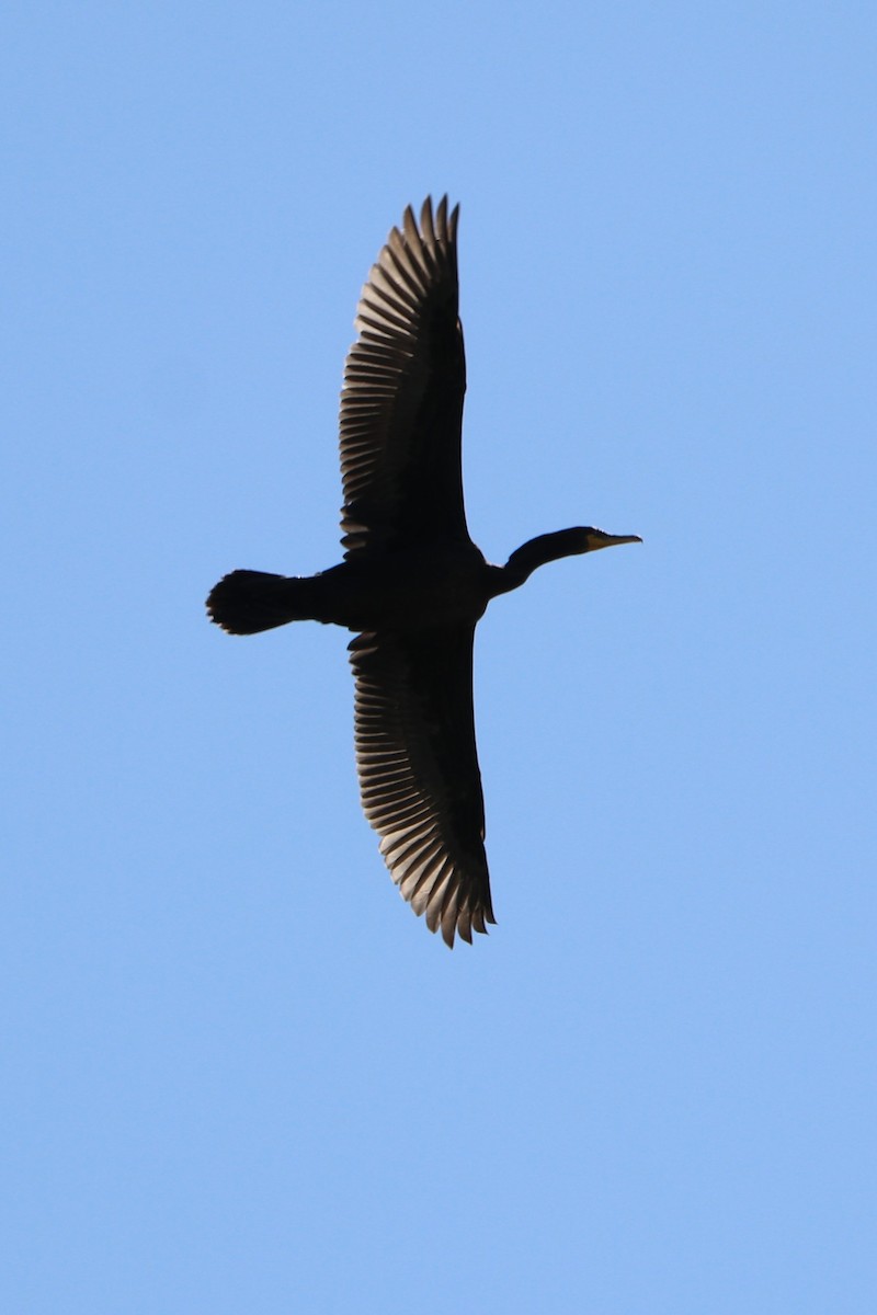 Double-crested Cormorant - Sara Masuda