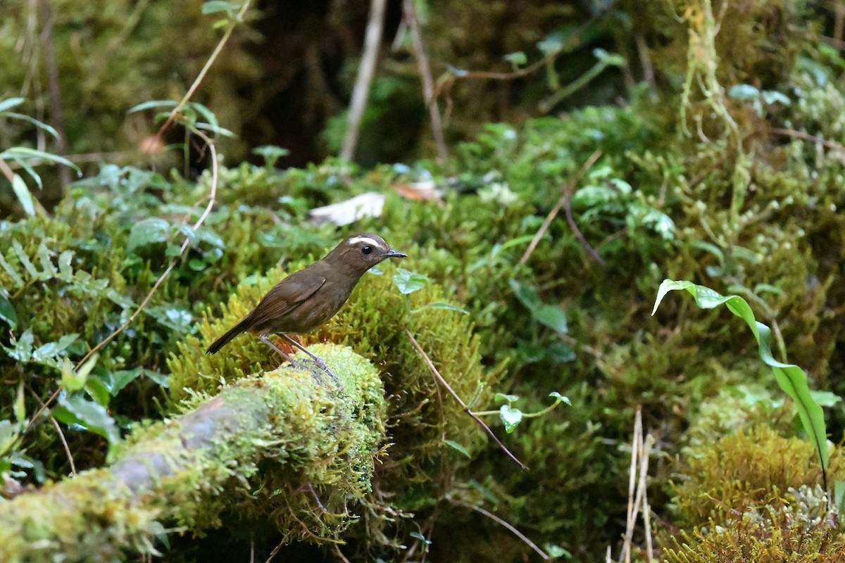 Taiwan Shortwing - ML243664301