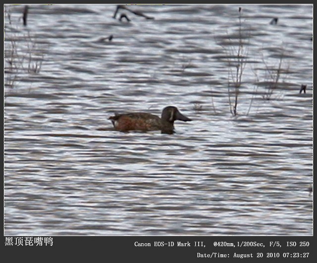 Australasian Shoveler - ML243664311