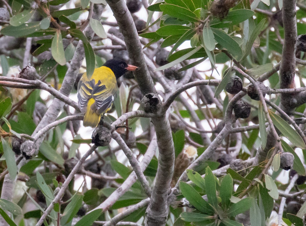 African Black-headed Oriole - ML243665921