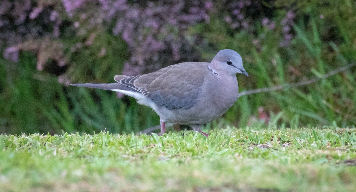 Ring-necked Dove - ML243665951
