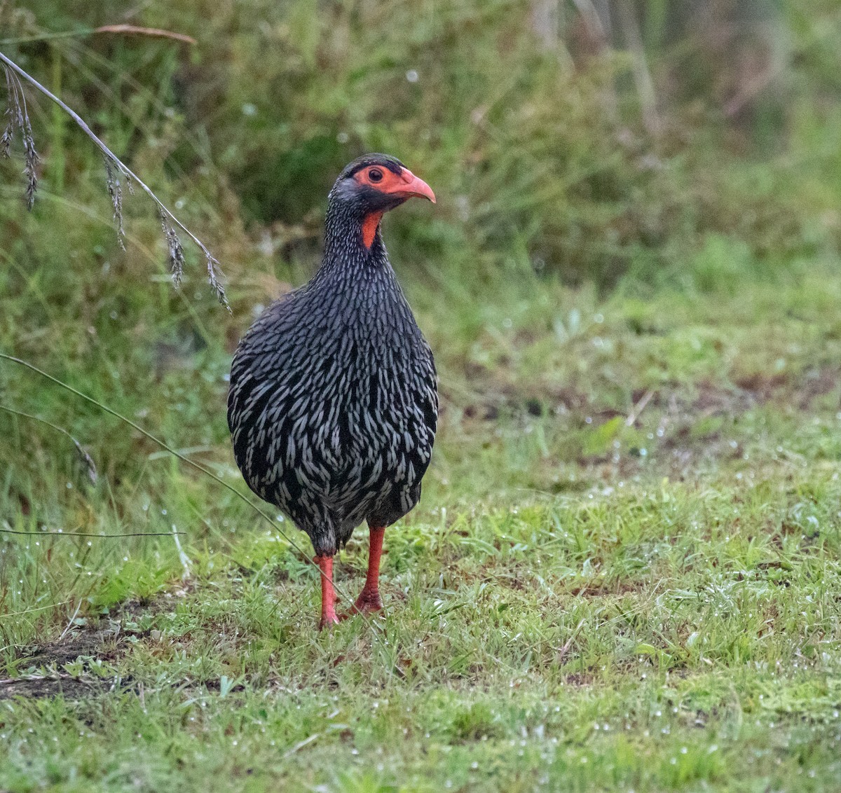 Red-necked Spurfowl - ML243665961