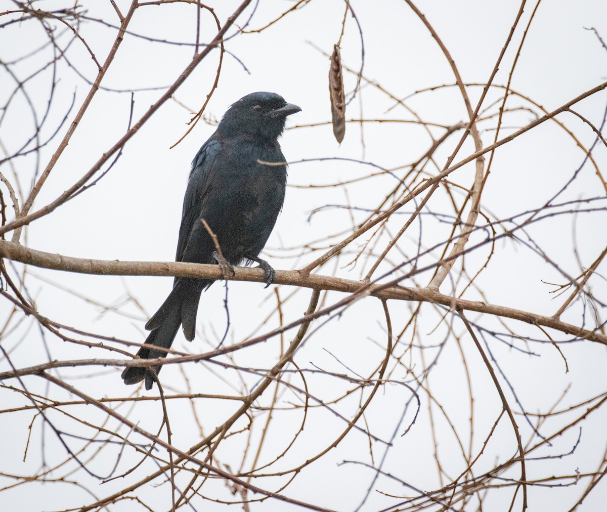 Fork-tailed Drongo - ML243666001
