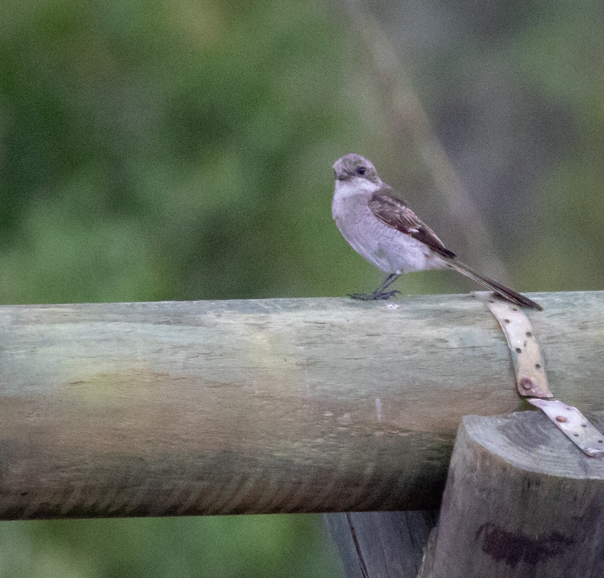Fiscal Flycatcher - ML243666221