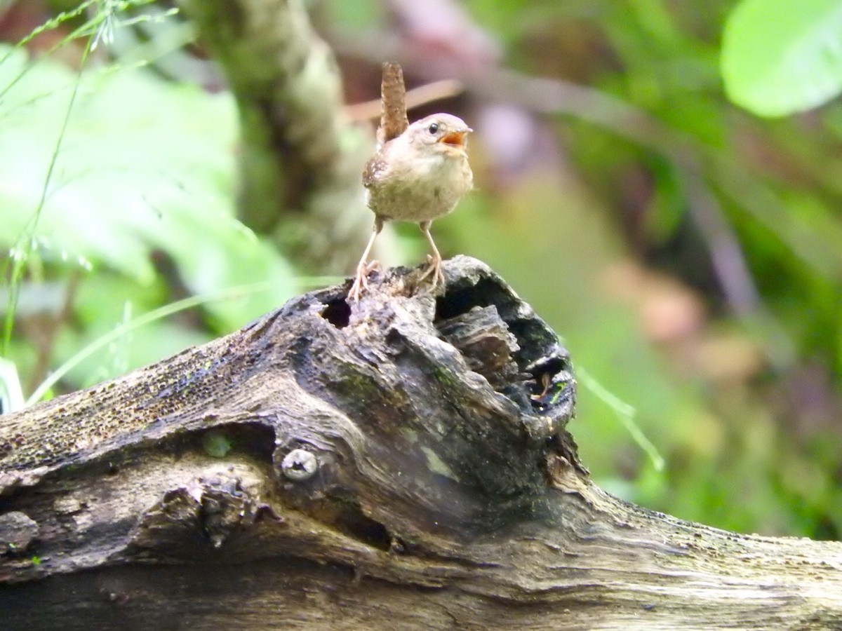 Winter Wren - ML243666281