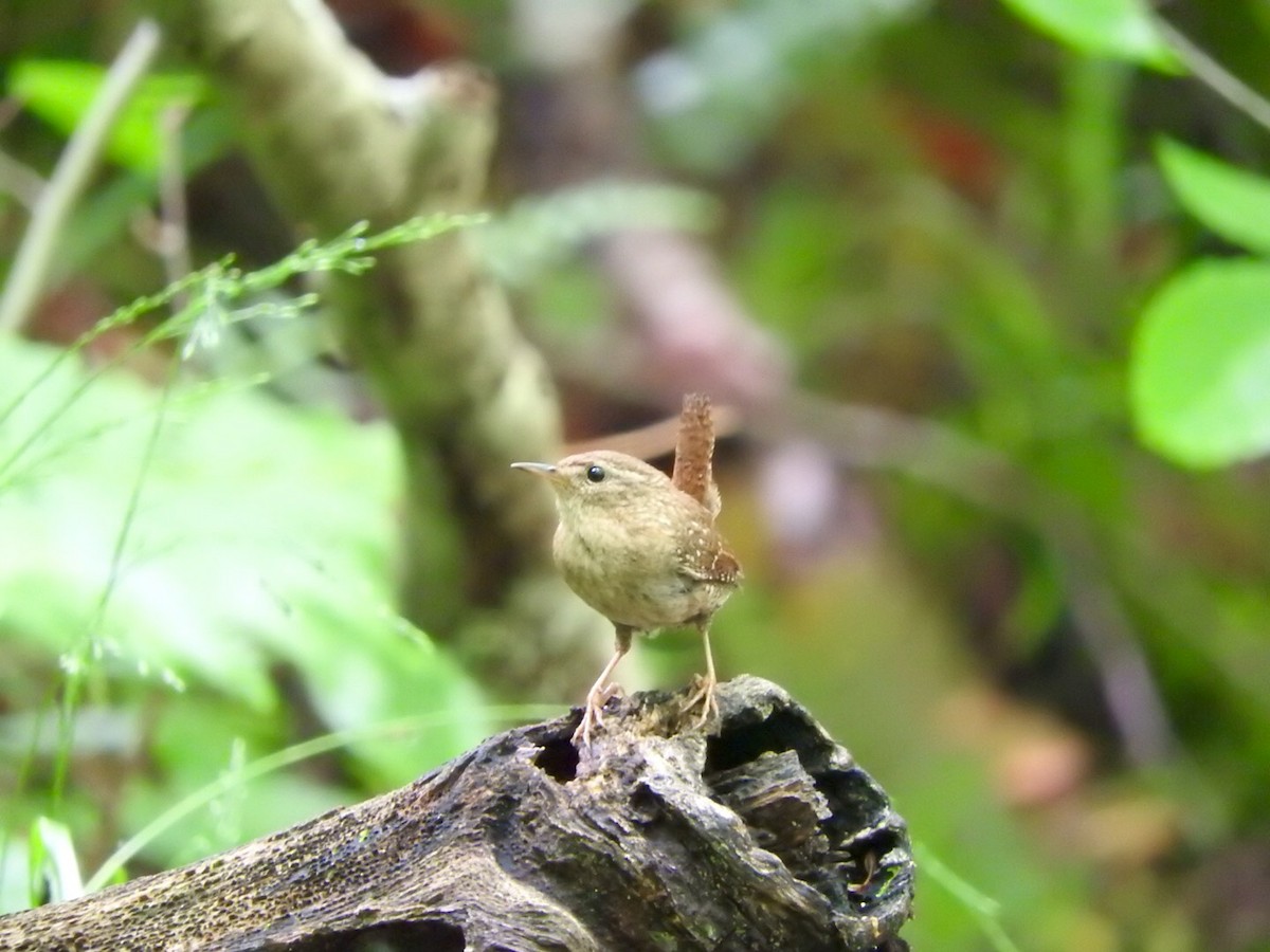 Winter Wren - ML243666291