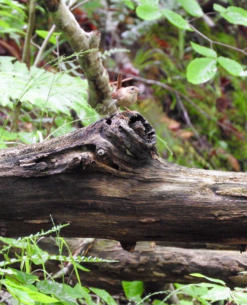 Winter Wren - ML243666301