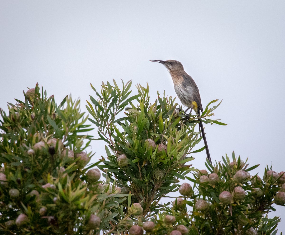 Cape Sugarbird - ML243666371