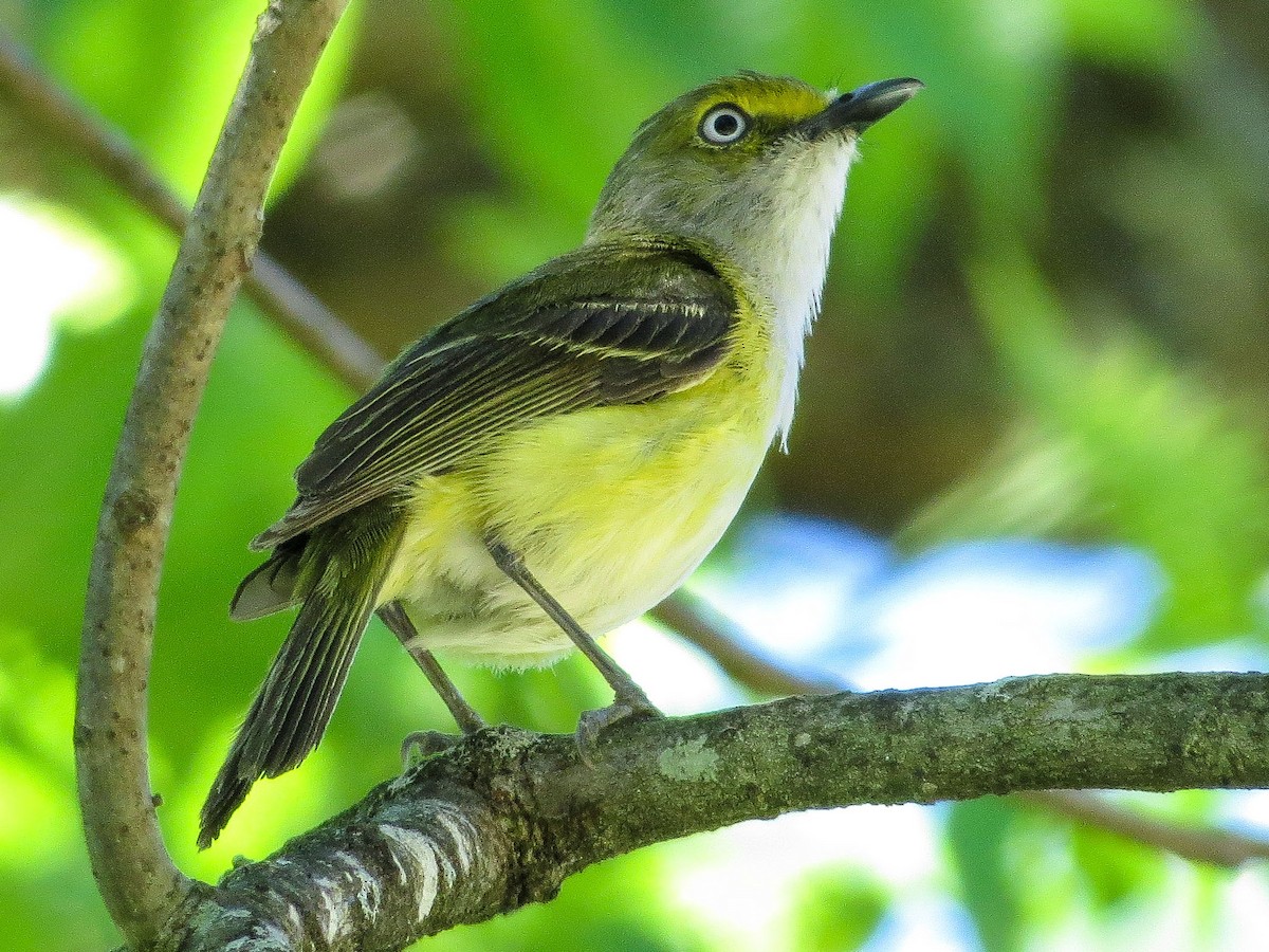 White-eyed Vireo - Richard Meltzer