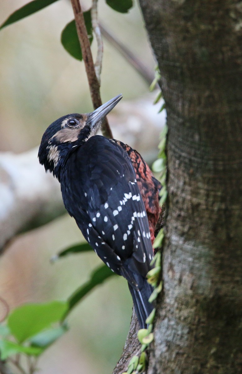 White-backed Woodpecker - ML24366751