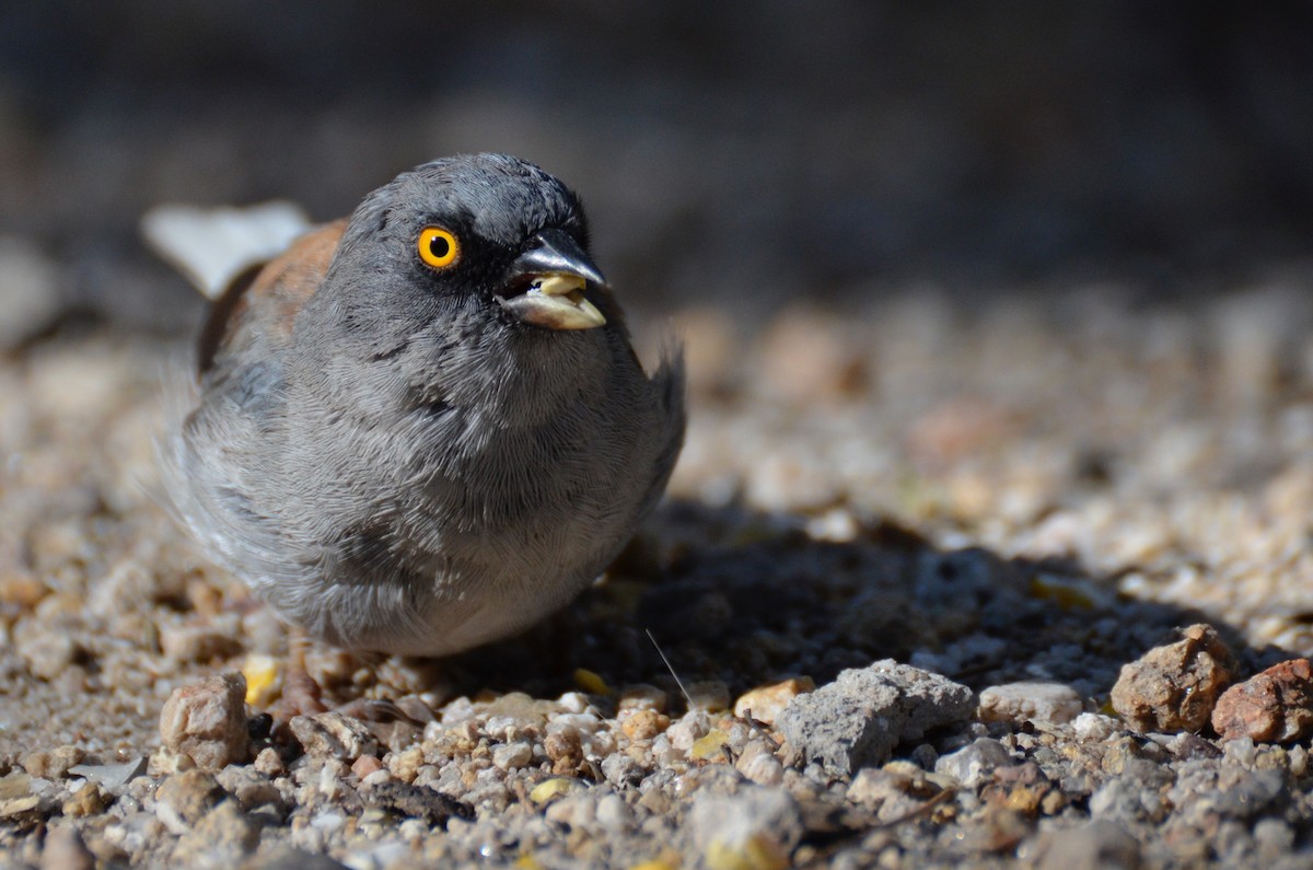 Yellow-eyed Junco - Ben Lucking