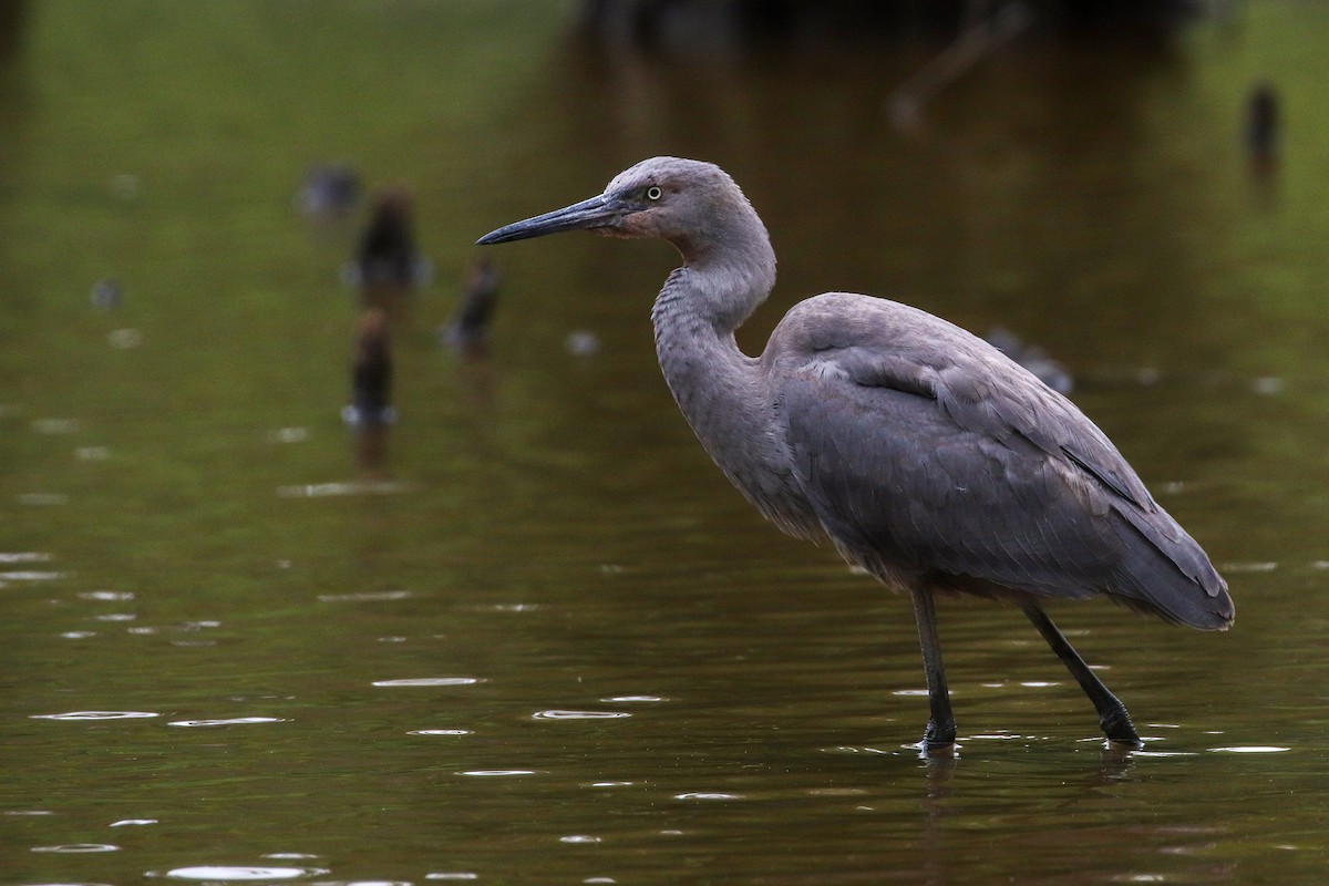 Reddish Egret - ML243669081