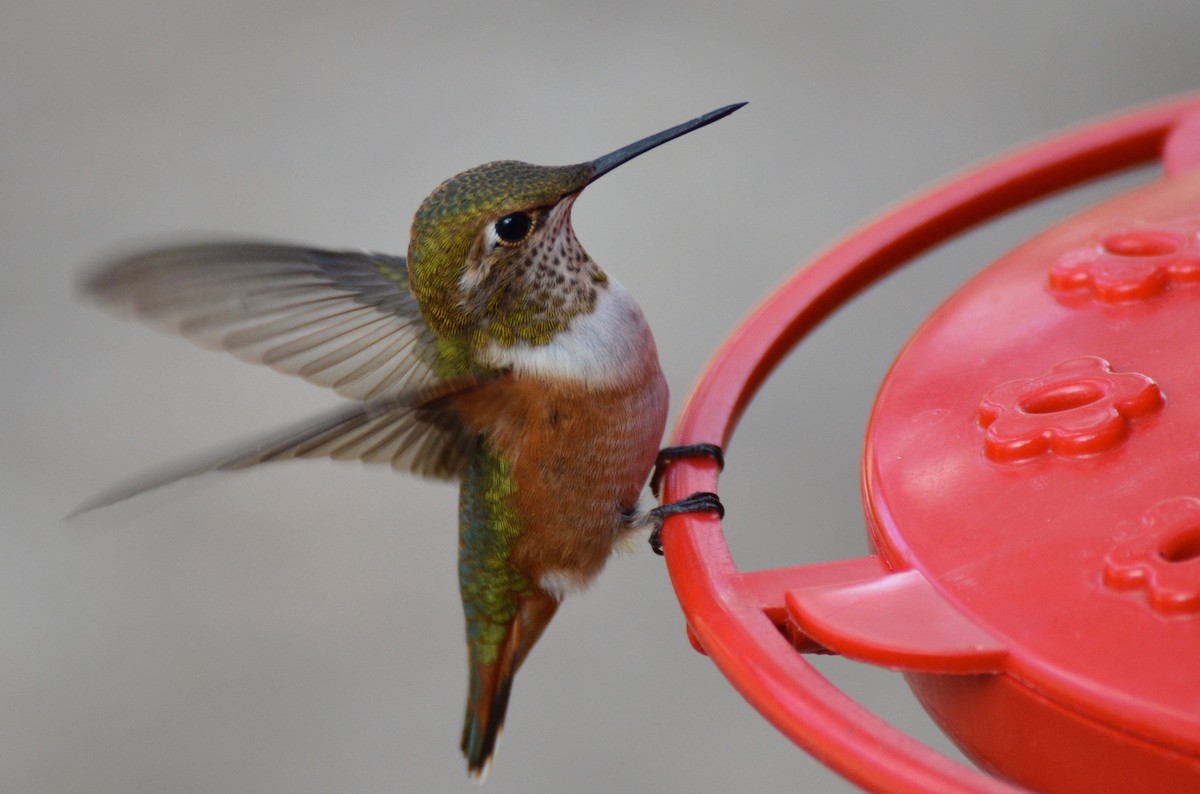 Rufous/Allen's Hummingbird - Ben Lucking