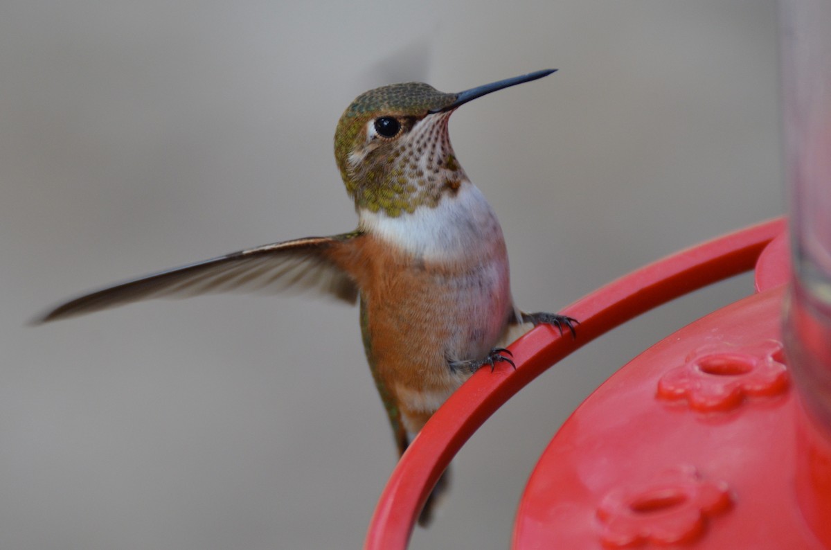 Rufous/Allen's Hummingbird - Ben Lucking