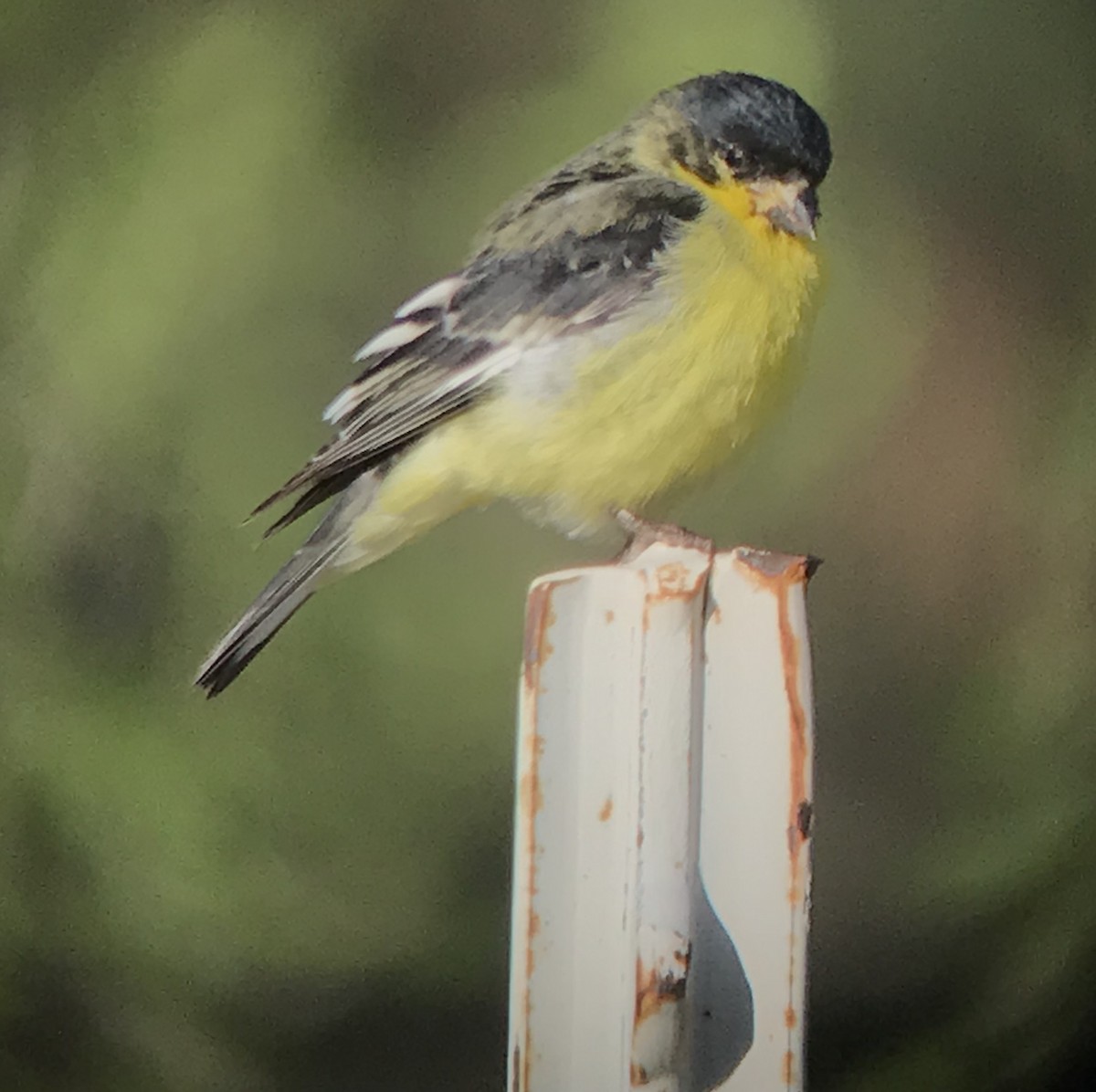 Lesser Goldfinch - ML243670901
