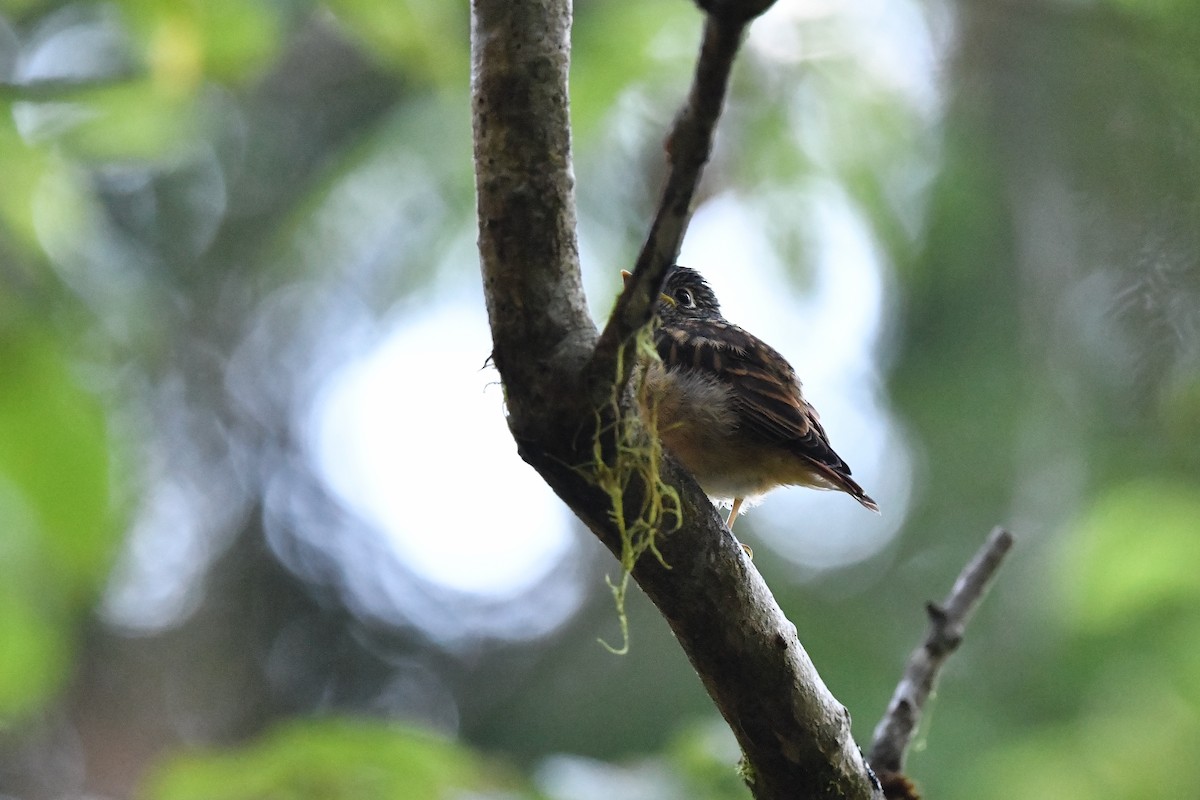 Ferruginous Flycatcher - ML243671101