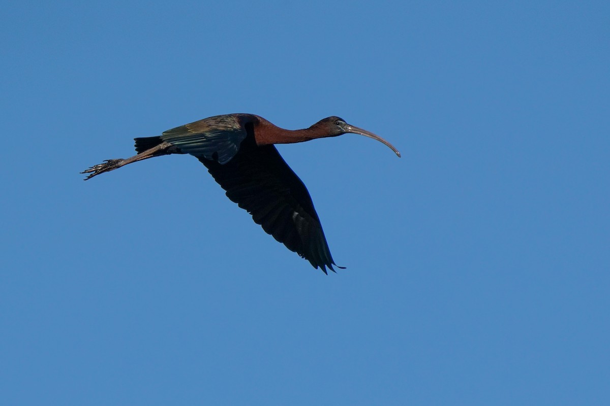 ibis hnědý - ML243671341