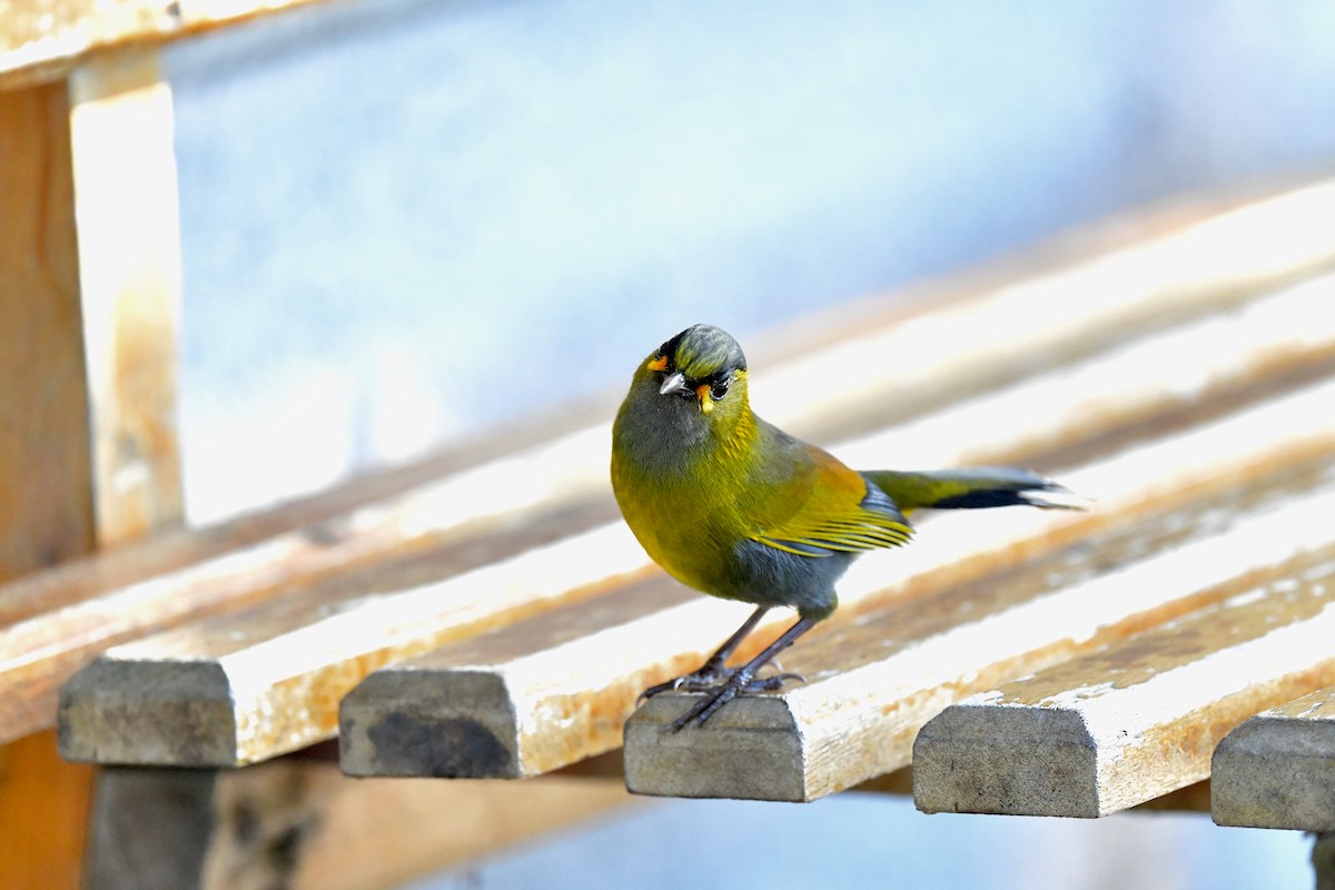 Taiwan Liocichla - ML243672631