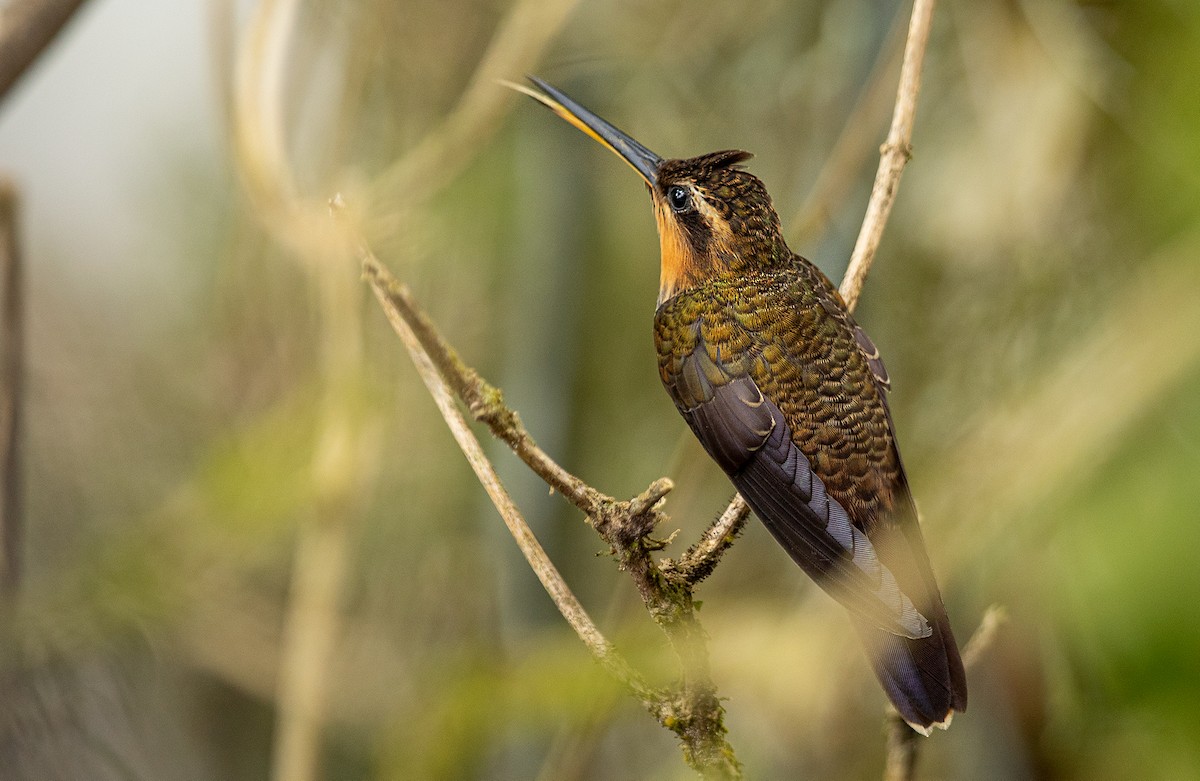 Saw-billed Hermit - ML243672641