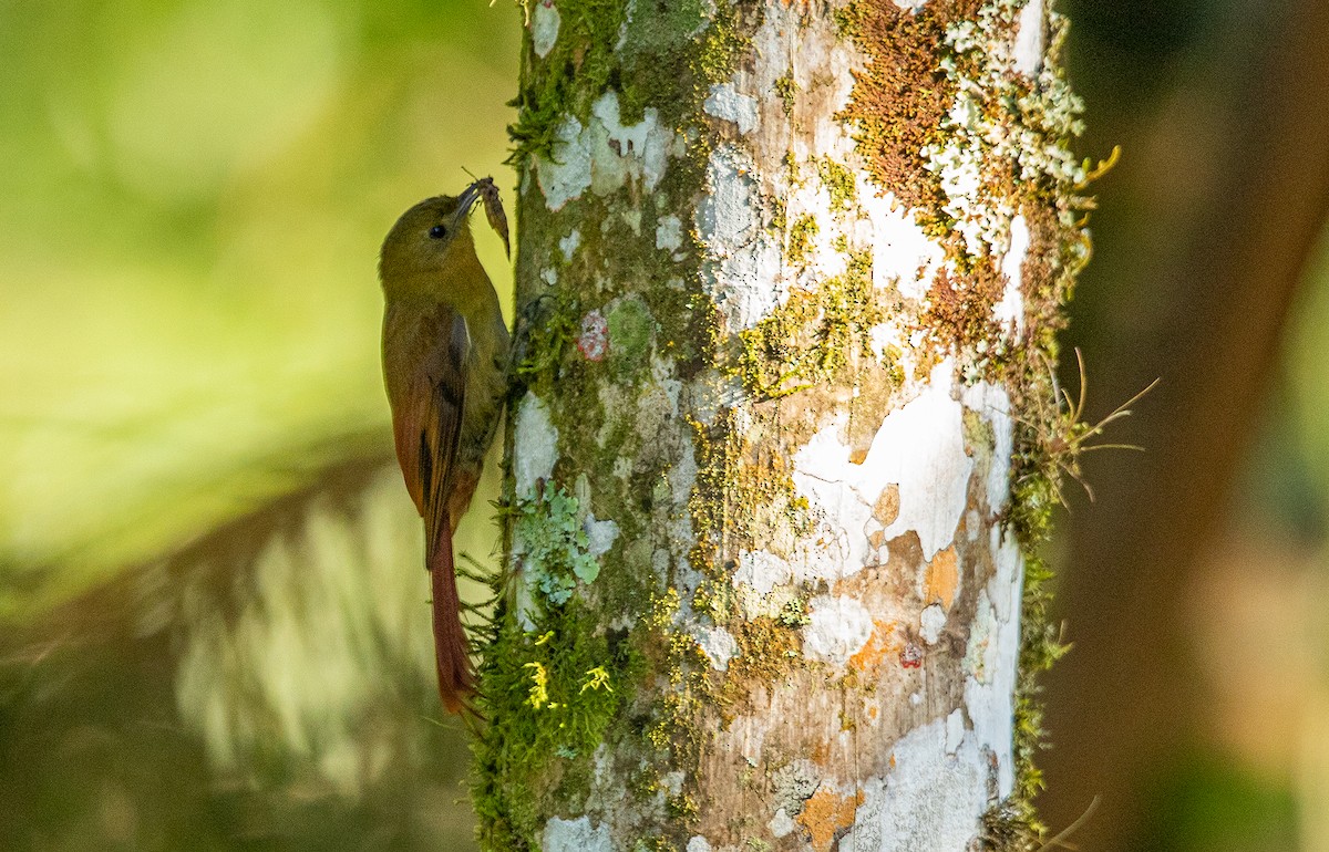 Olivaceous Woodcreeper - ML243673501