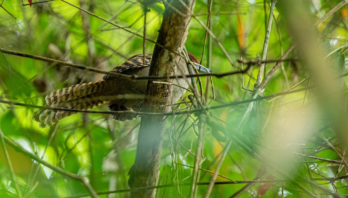 Giant Antshrike - ML243673511