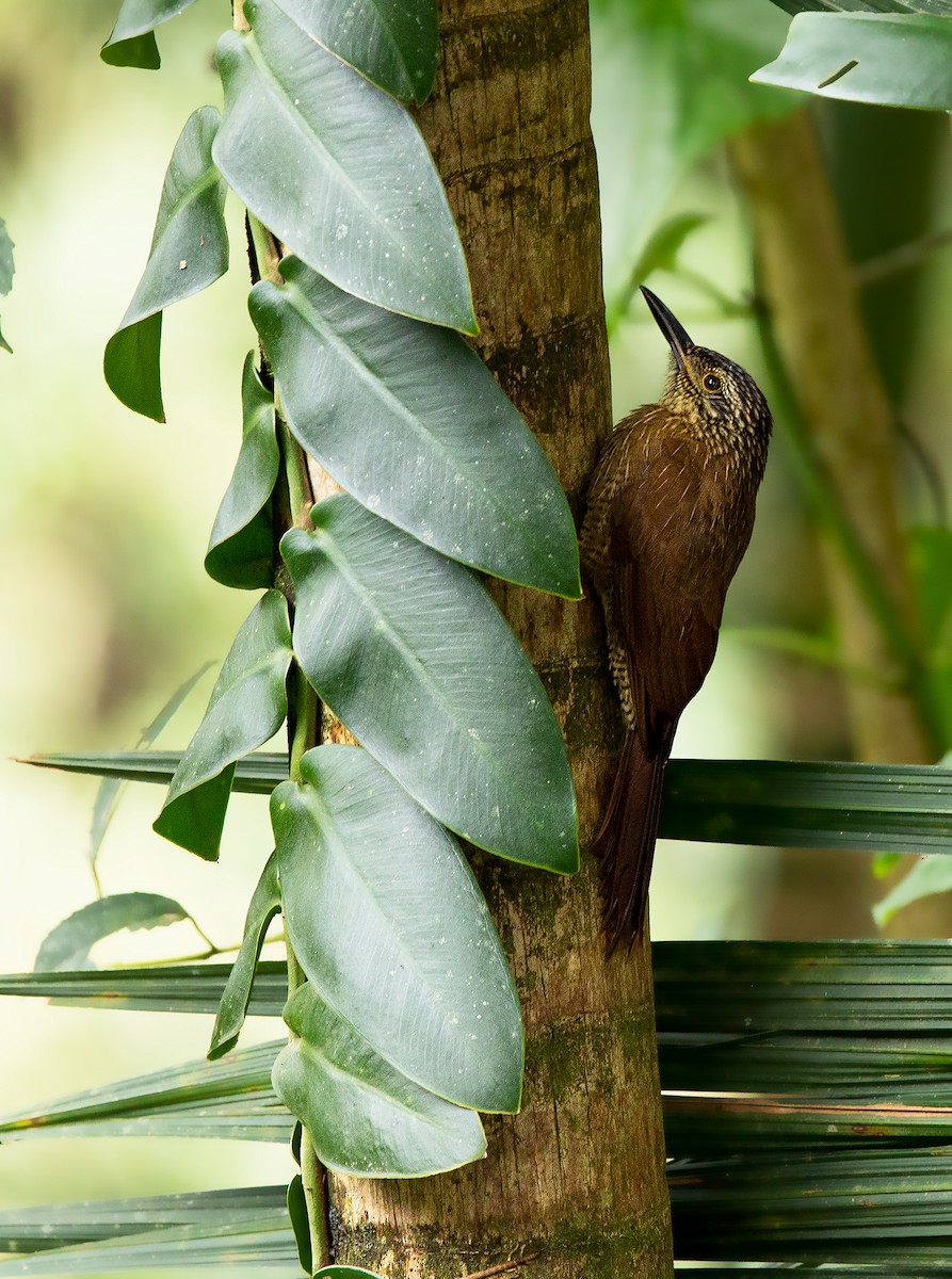 Planalto Woodcreeper - ML243673531