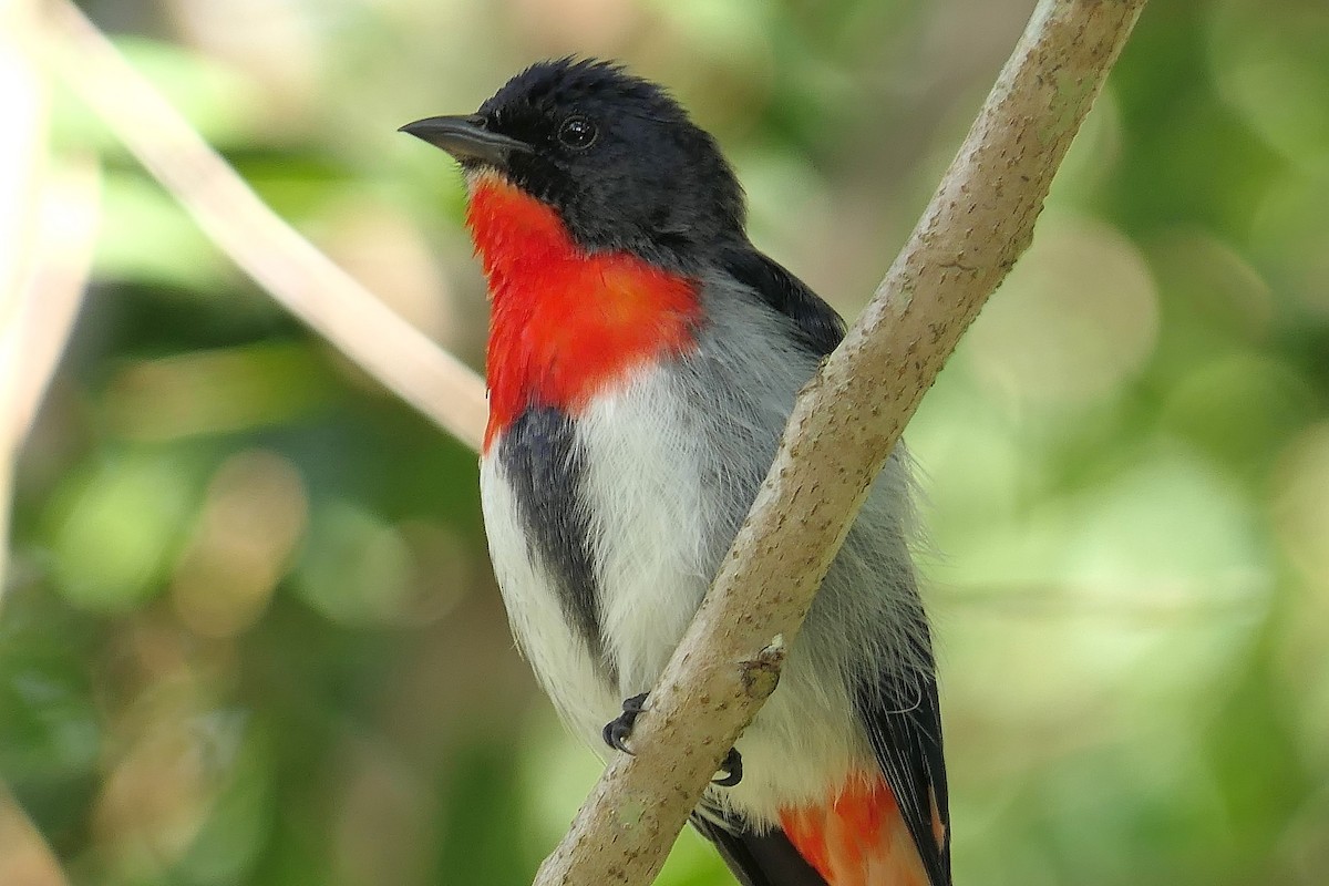 Mistletoebird - ML243673721