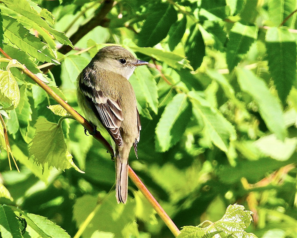 Alder Flycatcher - Jack & Holly Bartholmai