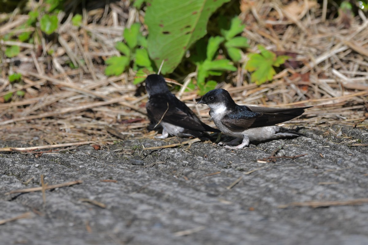 Asian House-Martin - ML243673811