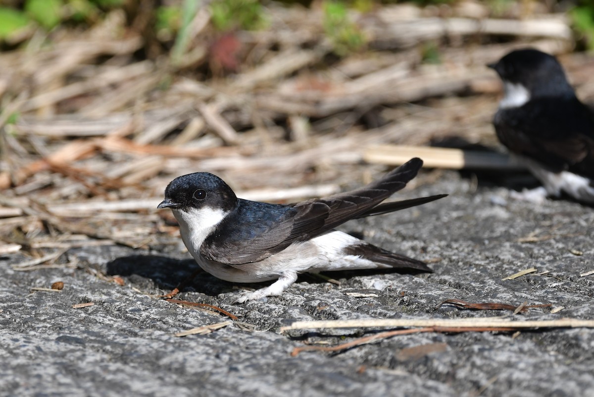 Asian House-Martin - ML243673841