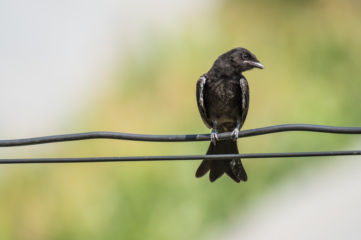 Black Drongo - ML243675231