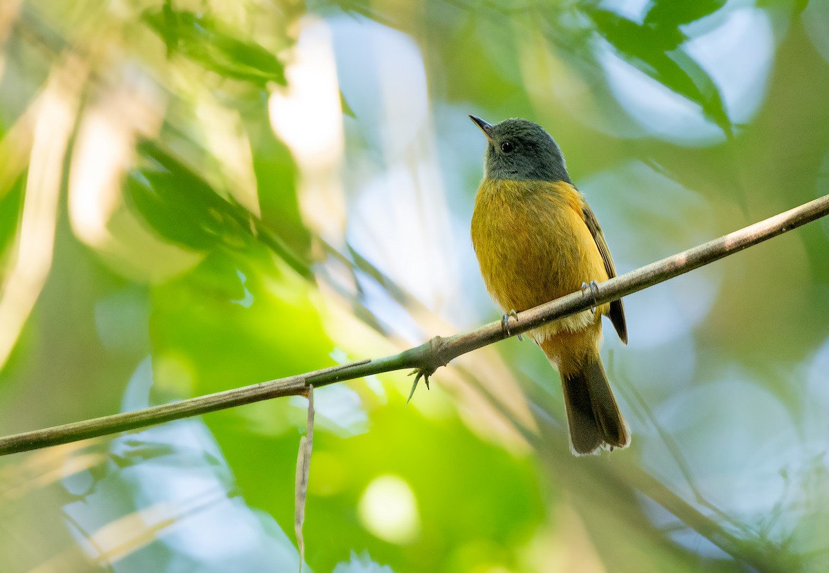 Gray-hooded Flycatcher - ML243675251